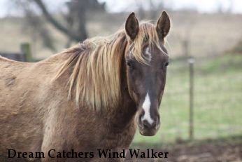 Dream Catchers Wind Walker 